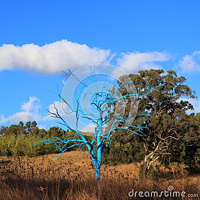 Surrealistic naked blue tree in Australian heathlands Stock Photo