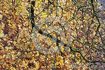 Bare branch of maple and flying yellow leaves strewn the earth under a tree in the autumn in the park. Stock Photo