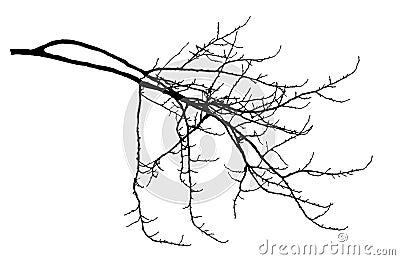 Bare branch of poplar tree with cobs silhouette. Vector illustration Vector Illustration