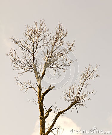 Bare branch of tree Stock Photo