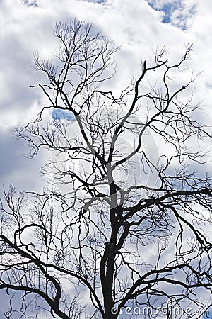 Bare branches, stormy sky Stock Photo