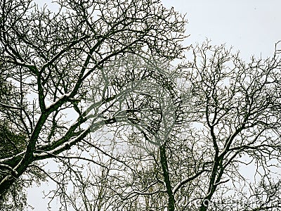 Bare branches of a tree in the snow at dawn in winter. Stock Photo