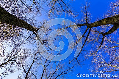 Bare Branches of Trees Against Sky Stock Photo