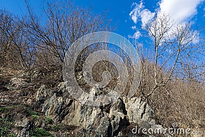 Bushes grows on rock cliff in nature on early spring day Stock Photo