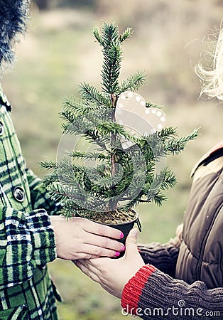 Bare Christmas tree Stock Photo