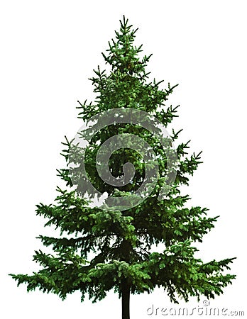 Bare Christmas tree Stock Photo