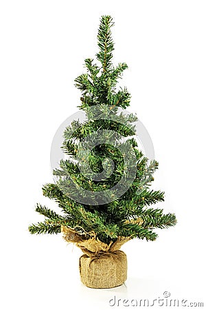 Bare Christmas tree without decoration Stock Photo