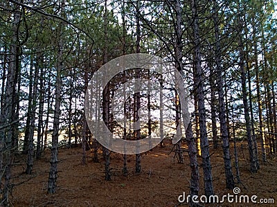 Bare coniferous forest Stock Photo