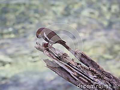 Bare-eyed pigeon, Patagioenas corensis. CuraÃ§ao, Lesser Antilles, Caribbean Stock Photo