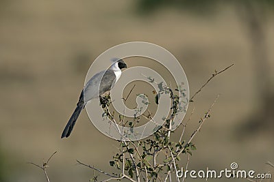 Bare faced go away bird, Corythaixoides personata Stock Photo