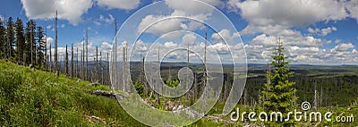 Bare Firs on Great Rachel Mountain Stock Photo