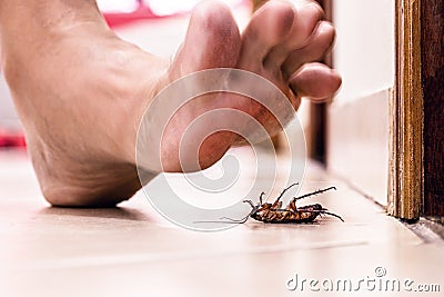 Bare foot stepping on dead cockroach, disgusting scene, poor hygiene, problems with insects and pests Stock Photo