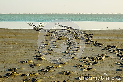 bare footstep leaving the water. bare footprints in the mud. therapeutic clay Stock Photo