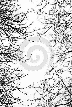 Bare leafless tree branches with white sky Stock Photo