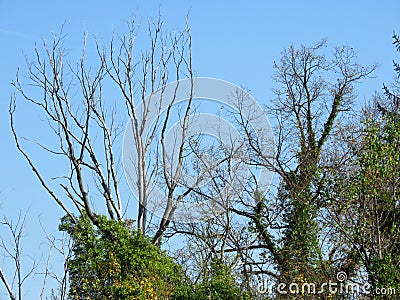 Bare leafless tree crown branches against blue sky. Bare trees covered with green ivy and red Virginia Creeper. Stock Photo