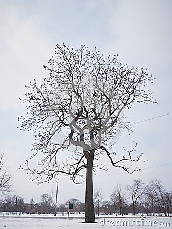 Bare leafless tree in snowy winter park Stock Photo