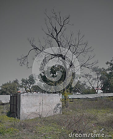 A bare, leafless tree stands beside a small, rectangular concrete structure in an open field. Stock Photo