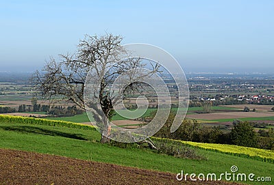 Bare leafless tree with view to the Rhine valley Stock Photo