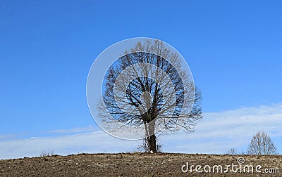 Bare linden tree, or Tilia cordata, in a minimalist winter scenery between a brown plowed land and blue sky Stock Photo