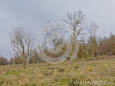 Bare linden trees in a meadow on Montpelier hill, Dublin Stock Photo