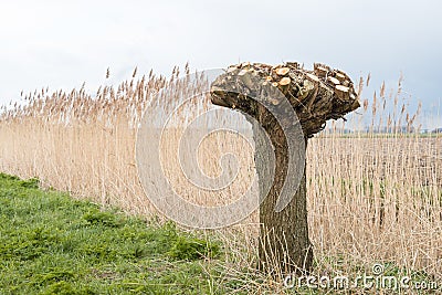 Bare pollard willow against a background of reeds Stock Photo