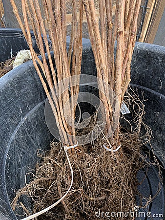 Bare root raspberry canes Stock Photo