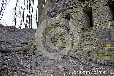 Bare roots of on old tree near a wall of a ruined castle Stock Photo