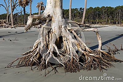 Bare roots of a tree exposed by significant beach erosion Stock Photo