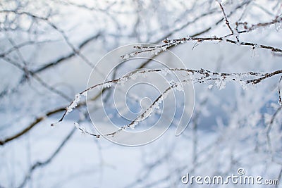 Bare thin branches of trees with white fluffy snow on the bank against the background of a blue river Stock Photo