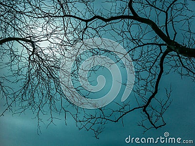 Bare thin branches of winter trees against a eery hazy sky. Stock Photo