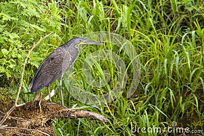 Bare-throated tiger heron - Tigrisoma mexicanum, Cano Negro Stock Photo