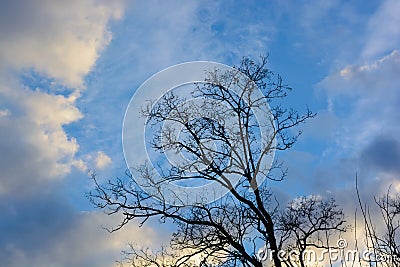 Bare tree in autumn silhouette Stock Photo