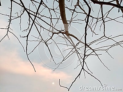 Bare tree branches with blue sky, clouds and moon background Stock Photo
