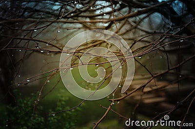 Bare tree branches with water drops Stock Photo