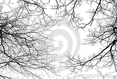 Bare tree branches on a white background Stock Photo