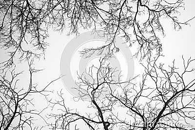 Bare Tree Branches Stock Photo