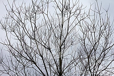 Bare Tree Branches on a white pale sky. Stock Photo