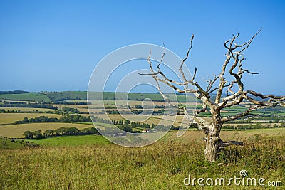 A Bare Tree at Butser Hill ,Hampshire Stock Photo