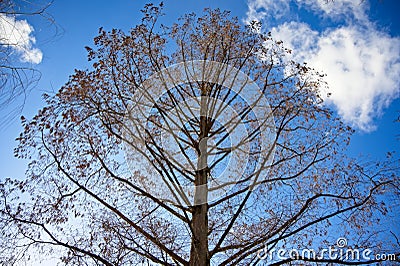 Bare tree in the winter Stock Photo