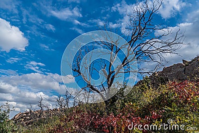 Bare tree on a colorful hillside Stock Photo