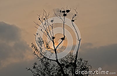 Bare tree with cormorant nests against a colorful evening sky Stock Photo