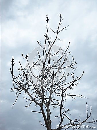 Bare tree with dark cloudy sky in the background Stock Photo