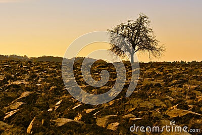 Bare Tree on Field in Fall Stock Photo