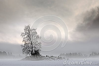 Bare tree in foggy landscape Stock Photo