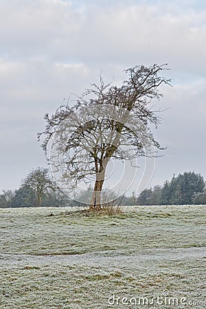 Bare tree on a frosty day in a meadow close to the River Trent Stock Photo