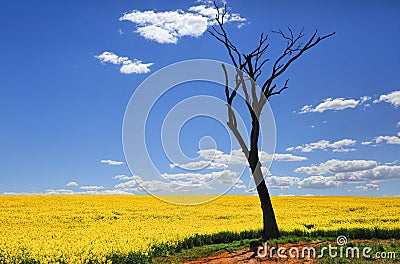 Bare tree and golden canola in spring sunshine Stock Photo