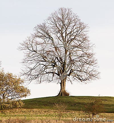 A bare tree on the hill Stock Photo