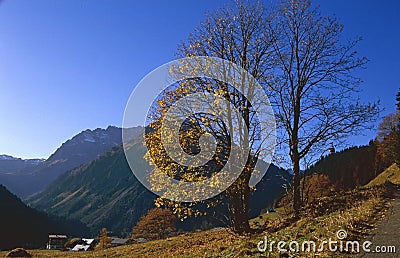 Bare tree in late October Stock Photo