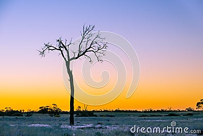 Bare tree silhouette closeup at golden sunset. Stock Photo