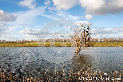 Bare tree skew standing in reflective water Stock Photo